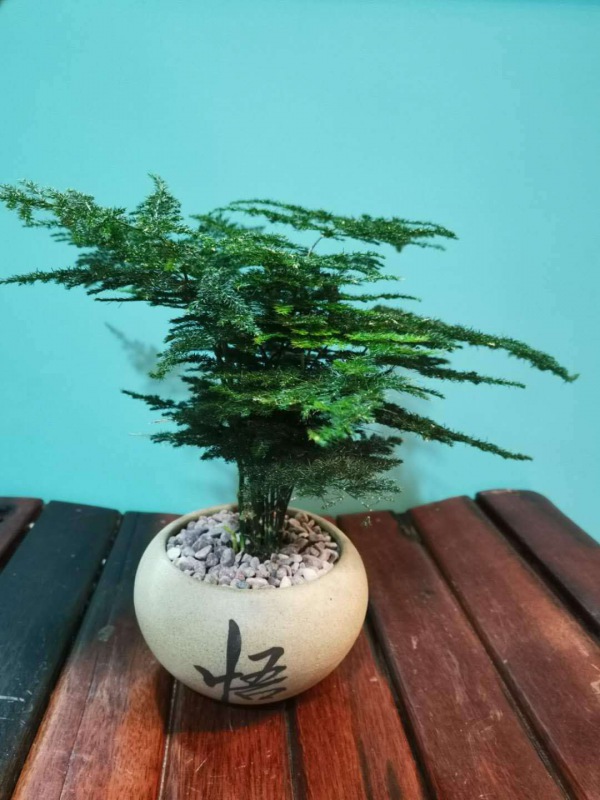桌面盆景