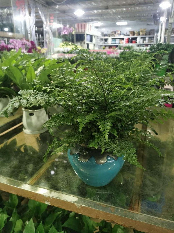 桌面盆景